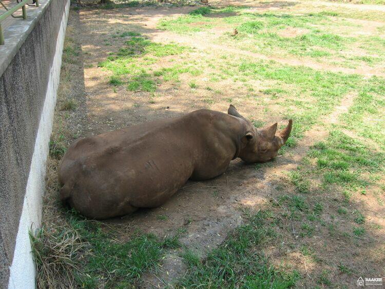  - Day-trip to the Pretoria Zoo