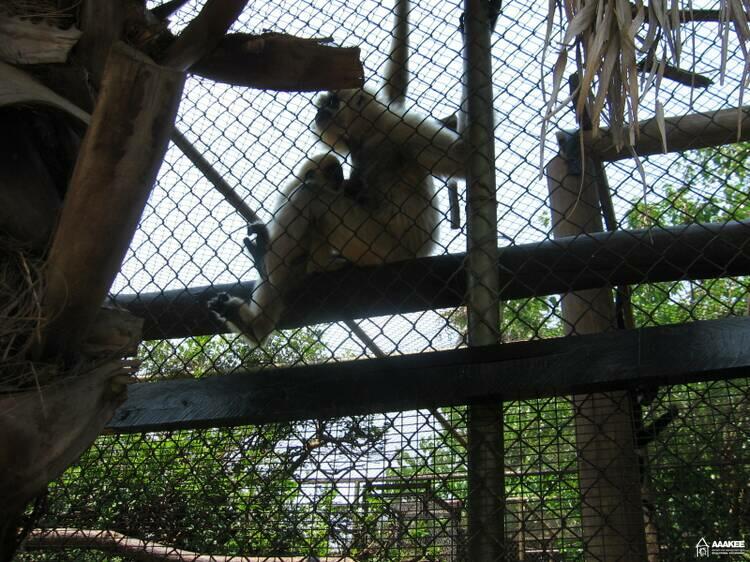  - Day-trip to the Pretoria Zoo