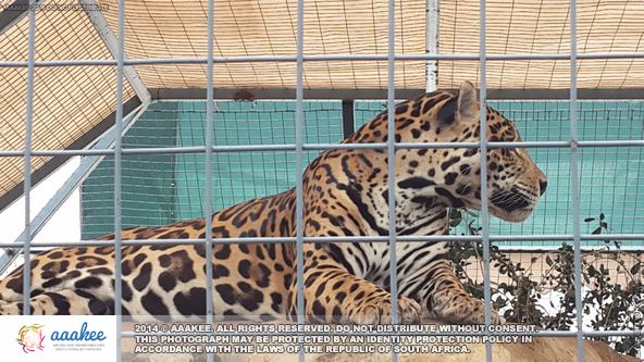  - Ithembelihle Lsen School to Lory Park Animal & Owl Sanctuary